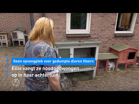 🐰Geen opvangplek voor gedumpte dieren in Hoorn: Ellis vangt ze op in achtertuin | Hart van Nederland