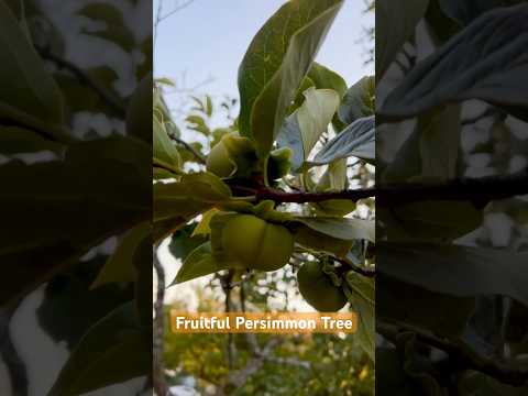 Fruitful Persimmon Tree: Seeing Up Close for The First Time | This is What Persimmon Tree Looks👍❤️