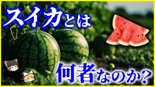 【ゆっくり解説】なぜ果物じゃなくて野菜？「スイカ」とは何者なのか？を解説/果物の定義とは…日本人とスイカの歴史と美味しいスイカの選び方