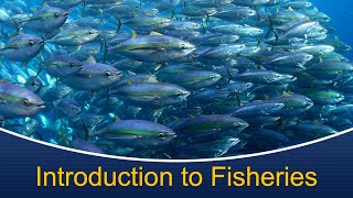 Marine Biology at Home 9: Introduction to Fisheries