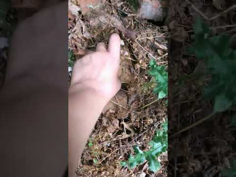 We found bricks in the forest. This is an older video.