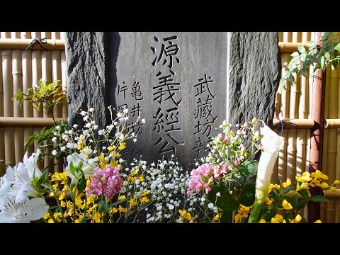 源義経 首塚お詣り かすみ草 20220422 藤沢 白旗神社【鎌倉殿の弟】