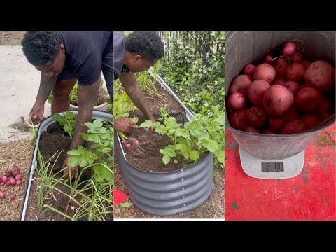 SPRING POTATO HARVEST | FIG FOREST |  GLOG 29