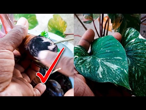 Homalomena Propagation / Homalomena Care Tips / Homalomena Rubescens Care