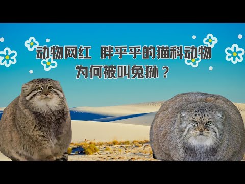 动物网红 胖乎乎的猫科动物 为何被叫兔狲？#动物科普 #动物 #兔狲 #自然 #animals