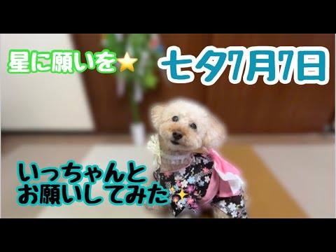 【星に願いを】七夕☆　愛犬と一緒に過ごす七夕