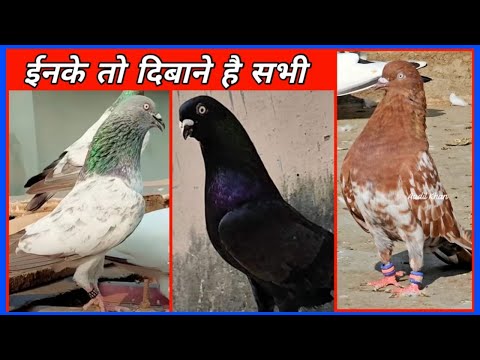 high flying pigeon in India पुराने ऊस्ताजो कि पुरानी पसन्द ! Arshad idrisi Pigeons