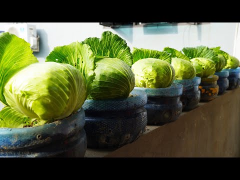 The Secret To Growing Cabbage In A Plastic Bottle! Big And Fresh Cabbage!