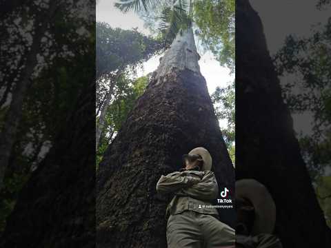 Giant trees of Tullebugera Valley