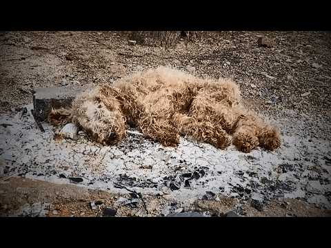 A stray dog lay dying beside the ruins, tears long dried up, having lost all hope for life.