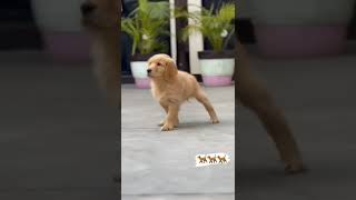 Dog whatsapp insta status Best Daily status