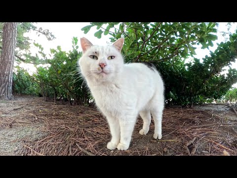 A cat hiding in the bushes came up to me to play with a human.