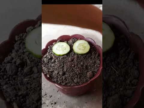 growing cucumbers plant at home