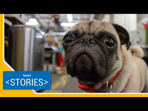 Benefits of Bringing Your Dog To Work | Zappos Stories