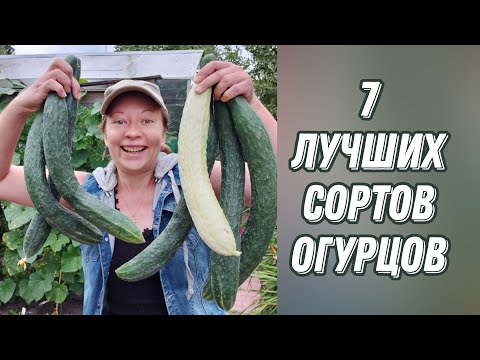 7 ЛУЧШИХ СОРТОВ И ГИБРИДОВ ОГУРЦОВ, КОТОРЫЕ ДАЮТ УРОЖАЙ ДО СЕРЕДИНЫ ОКТЯБРЯ! 18+