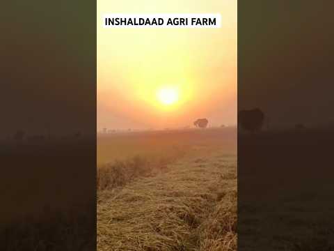 Paddy Harvesting | DAAD'S AGRI FARM | #farming #shortvideo #paddyharvest #shorts