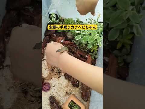 【飼育日記】念願の！