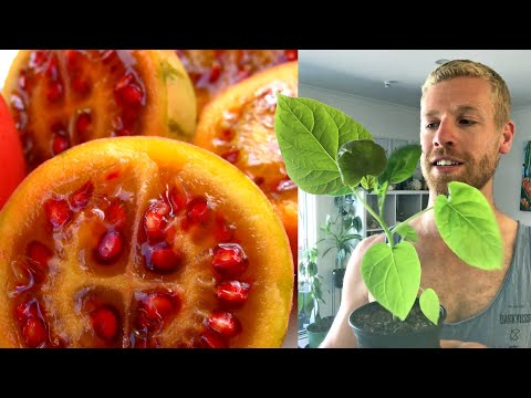 Quickly Grow a Tamarillo Tree from Seed (Tree Tomato) #shorts