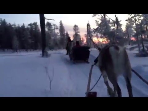 Reindeer Tour in Lapland/Finland, Arctic Circle - Salla Reindeer Park (Sallan Poropuisto), 28.12.15