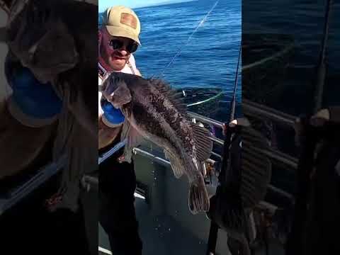 Black Rockfish. #fishing #saltwater #charter #rockfish