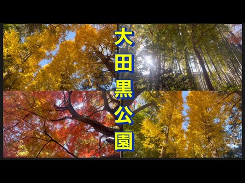 【大田黒公園】12/4  今が見頃。立派なイチョウ並木•カエデ•モミジなど、とても神秘的ですごく感動しました。