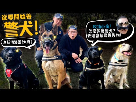 【從零開始養】台灣警犬隊!查緝毒品!咬補小偷!?怎麼領養警犬?去台中燈會搜尋爆裂物?怎麼成為領犬員?【許伯簡芝】德國狼犬!拉不拉多!比利時狼犬!