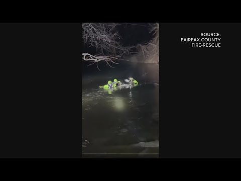 Dog rescued from frozen creek in Springfield