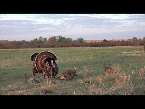 Doubled-Up Rio Turkey Hunt