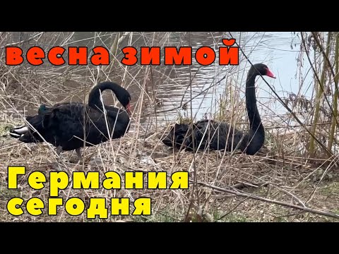 Весна в феврале в Германии. Германия сегодня