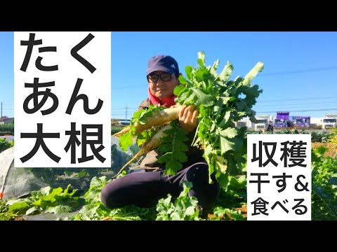 大根の収穫始まりました｜たくあん用に干す作業