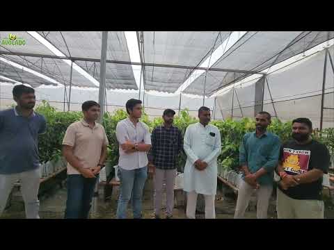 Avocado farming in Gujarat & Madhya Pradesh | 6268643227  | Indo Israel Avocado | Vlog 153