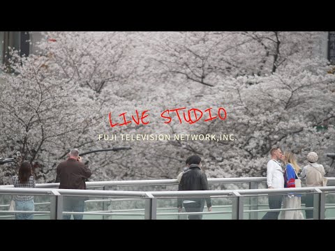 みんなの桜風景2024~フジテレビスタッフが各地の桜の絶景を激撮~