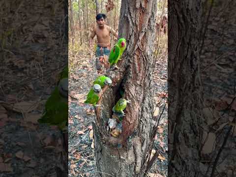 Parrot feeding babies in hole tree Part 01 #shorts #shortvideo #parrot #wildlife