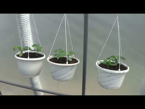 Lets Tour The Greenhouses May 2024, What Is Growing In Your Greenhouse In May