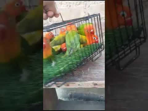 #saleupdate #bird #lovebird #parrot #chanellover #parrot #pet 🥳😍😘🥰 subscribe chanel