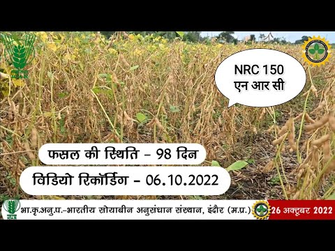 NRC 150🌿 । एन आर सी 150 सोयाबीन वेरायटी🌿Mo.9131600079