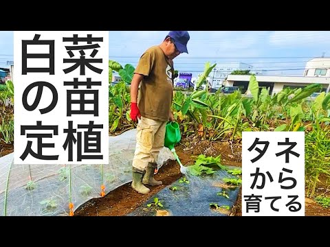 白菜をタネから育てて苗を本床に定植する作業