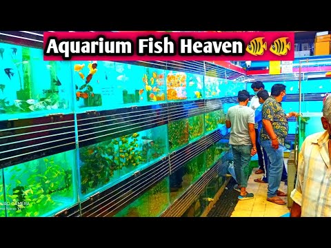 Largest Aquarium shop in Mysore // All types of Aquarium fish variety available //