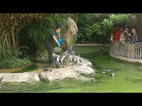 FEEDING PENGUINS || JURONG BIRD PARK || SINGAPORE #singapore #jurong #birdpark #penguin #show #birds