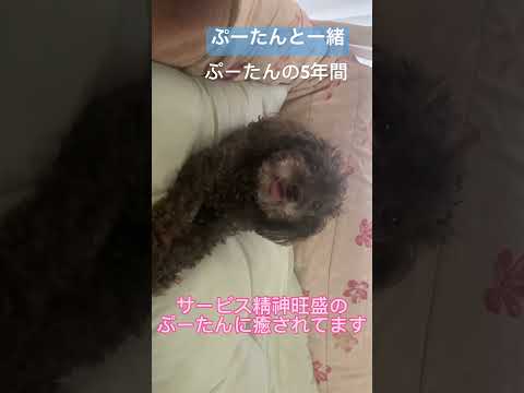 【愛犬日記】ぷーlog♡iPhoneに撮り溜めていた愛犬の画像