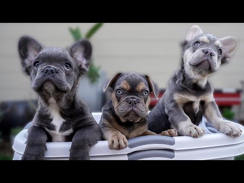 Babysitting French Bulldogs