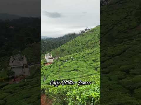 Coffe Estate - Samse 🍀🍀.          #karnataka #samse #kudremukh #trending #coffee