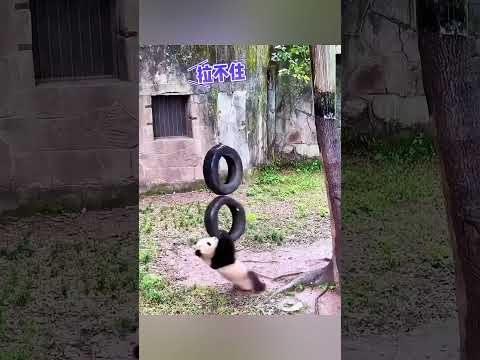 Panda. Giant pandas play with tires. ジャイアントパンダがタイヤで遊ぶ。大熊猫玩轮胎。