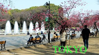 Ueno Park in Tokyo city - Walking tour early spring | Japan Walk @Explore-Japan