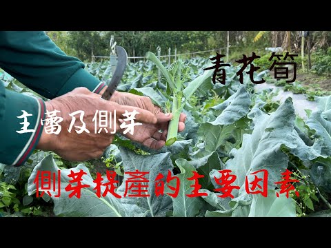 青花筍:主蕾及側芽採收～怎樣讓側芽提高產量