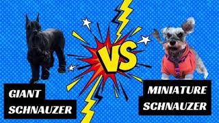 Giant Schnauzer vs Mini Schnauzer | Breed Comparison