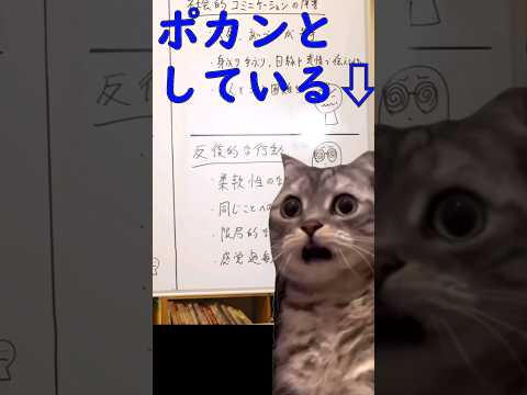 ASDの特徴 #猫ミーム(本編没動画)