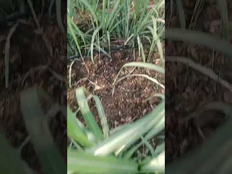 agriculture #viral #viralvideo