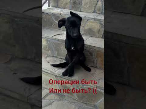 ДРУЗЬЯ 🙏3,5 ЧАСА , ЧТОБЫ СОБРАТЬ СУММУ НА ОПЕРАЦИЮ АЙНЕ 🐶🆘🆘🆘🆘🆘🆘🆘🆘🆘🆘🆘🆘🆘🆘🆘🆘🆘🆘🆘🆘🆘🆘.