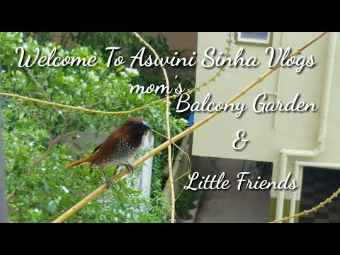 Balcony Garden //Introducing Little Friends //Apartment Garden //Pleasant & Peaceful View..